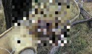 Мурашки по телу: В Австралии сфотографировали самого большого в мире паука