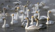 В Казахстане спасли стаи лебедей на замерзающих озерах