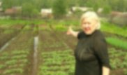 Пенсионерка вырастила клубнику на месте, где закопала убитого мужа