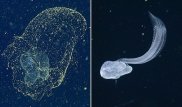 В заливе Монтерей нашли потерянное век назад "морское чудище"