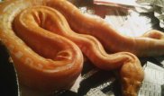 Карагандинец держит дома тигрового питона