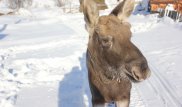 Жителя ВКО, спасшего двухдневного лосенка от гибели, хотят оштрафовать
