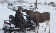 Спасший лосенка житель ВКО отдал 220 тысяч тенге, чтобы оставить животное у себя