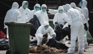 Южная Корея объявила высший уровень тревоги из-за птичьего гриппа