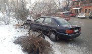 Водитель Audi снес дерево в Алматы