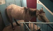 Лошадь в подъезде ошарашила жителей дома в Экибастузе