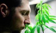 В Грузии не будут сажать за употребление марихуаны