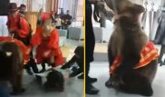Медведь едва на растерзал девушку на съемках ток-шоу на Первом канале