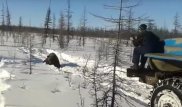 В Якутии водитель грузовика намеренно раздавил медведя