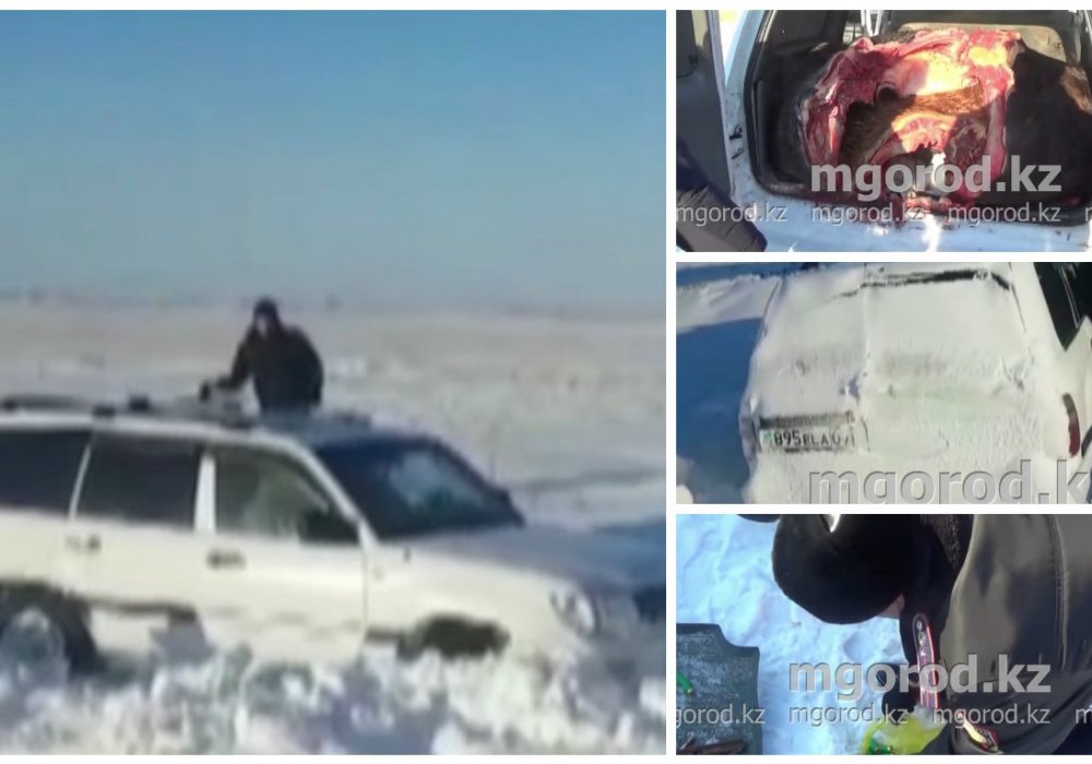 Видео задержания барымтачей, отстреливавших скот на элитном авто