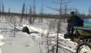 Установлены личности участников жестокой расправы над медведем в Якутии