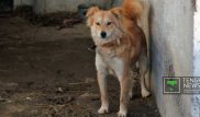 Забивший "просто так" свою собаку житель Павлодара избежал наказания
