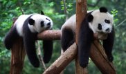 Ученые назвали биологическую причину малоподвижного образа жизни