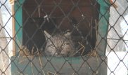 Именем полицейского могут назвать рысь, найденную возле школы в Усть-Каменогорске