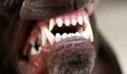 Врачи оценили состояние покусанного собакой мальчика из Атырау