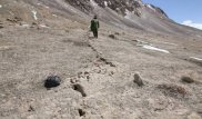 Недалеко от границы с Казахстаном засняли мифическое животное