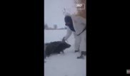 Охотник голыми руками вытащил провалившихся под лед кабанов