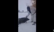 Видео спасения кабанов охотниками было снято в Казахстане