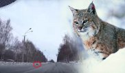 Пойманная в Усть-Каменогорске рысь стала причиной ДТП