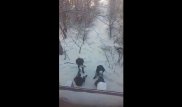Целуются с деревьями: Нюхающие клей школьники попали на видео в Актобе