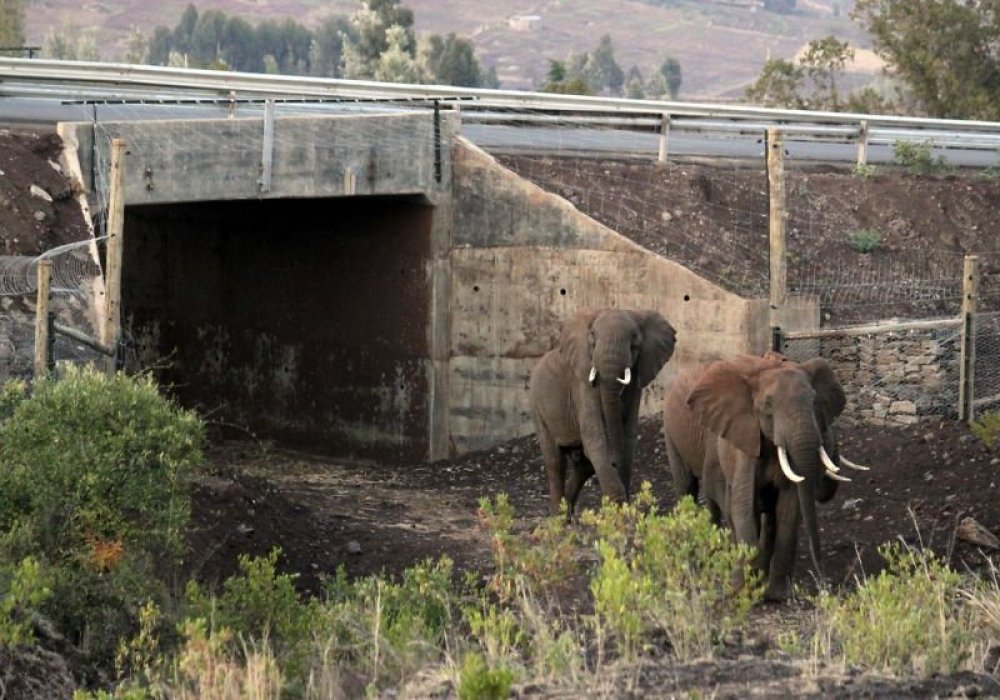 Переход для слонов в Кении. © apimages.com