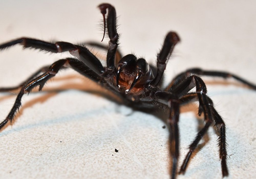 Сиднейский лейкопаутинный паук. Фото с сайта australiangeographic.com.au