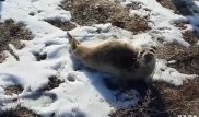 В степи Мангистауской области обнаружили еще одного тюленя