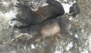 В Павлодарской области массово отстреляли собак редкой породы, приняв их за бродячих