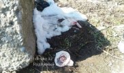 Новорожденную девочку оставили в китайской сумке в ЮКО