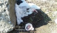 Полиция ЮКО разыскивает мать новорожденной, найденной в китайской сумке