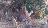 Смертельную битву леопарда с гигантским питоном сняли на камеру