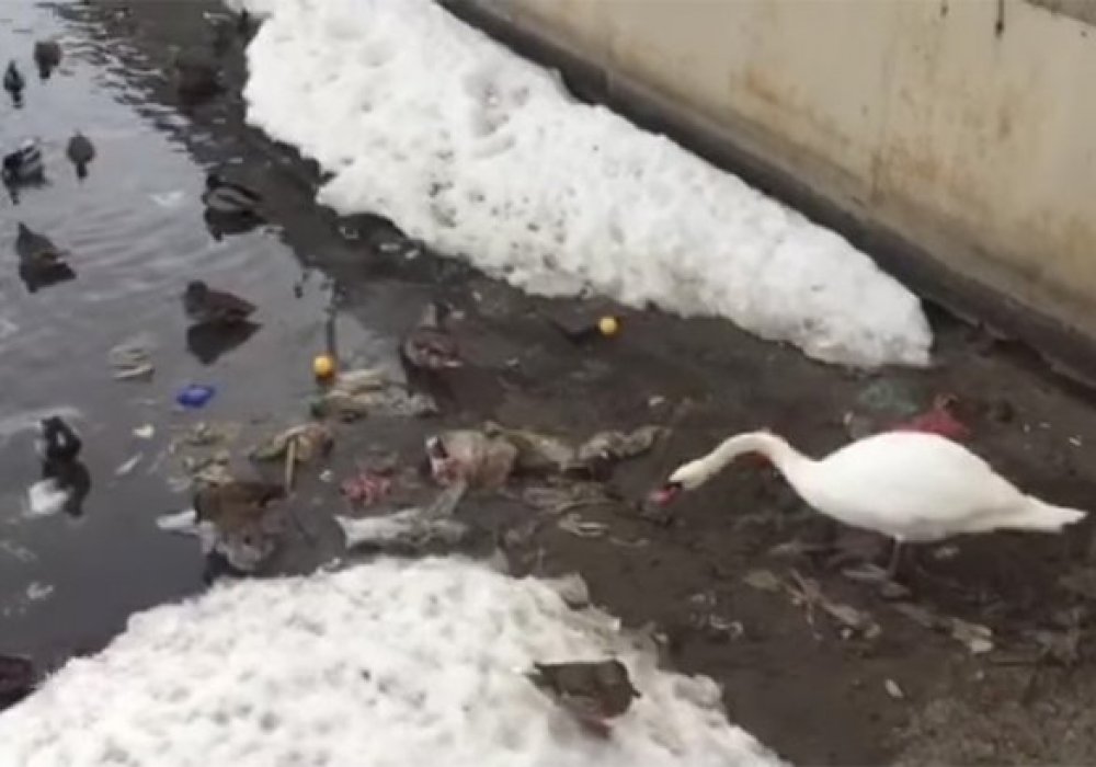 Кадр из ролика "Лебедь чистит озеро от мусора в самом центре Казани"