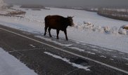 Оптическая иллюзия: В Сети обсуждают "исчезающих" в снегу коров