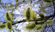 Штормовое предупреждение объявлено в нескольких областях Казахстана