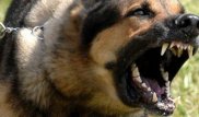 Овчарка без намордника покусала пожилого человека в центре Алматы