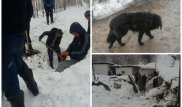Собаку нашли живой спустя 44 дня после того, как ее накрыла снежная лавина