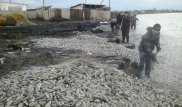 Названы предварительные причины массовой гибели рыбы в СКО