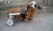 Житель Шахтинска смастерил парализованной собачке инвалидную коляску