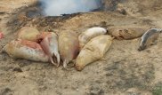 МСХ РК расследует массовую гибель тюленей на Каспии