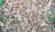 Скрытая угроза. Пользователей поставила в тупик загадка про змею