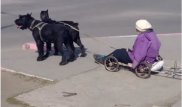 Пожилая женщина из Рудного передвигается по городу на собачьих упряжках