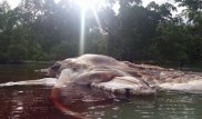 Загадочного 22-метрового морского гиганта вынесло на побережье в Индонезии