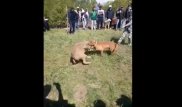 В Сеть попало видео издевательств над волком