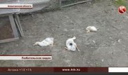 Охота на кур: в Алматинской области объявилась "чупакабра"