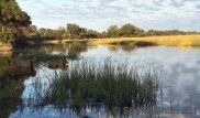 Схватку двух львов с крокодилом случайно сняли на камеру