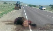 На трассе в РК обнаружили обезглавленную беременную кобылу