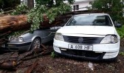 Большой тополь упал на две машины в Алматы