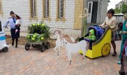 Парад необычных колясок прошел в Павлодаре