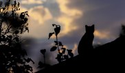 Мужчина разбился насмерть, спасая бездомного котенка