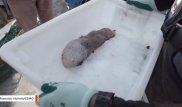 Ученые впервые за 150 лет поймали таинственную "рыбу без лица"